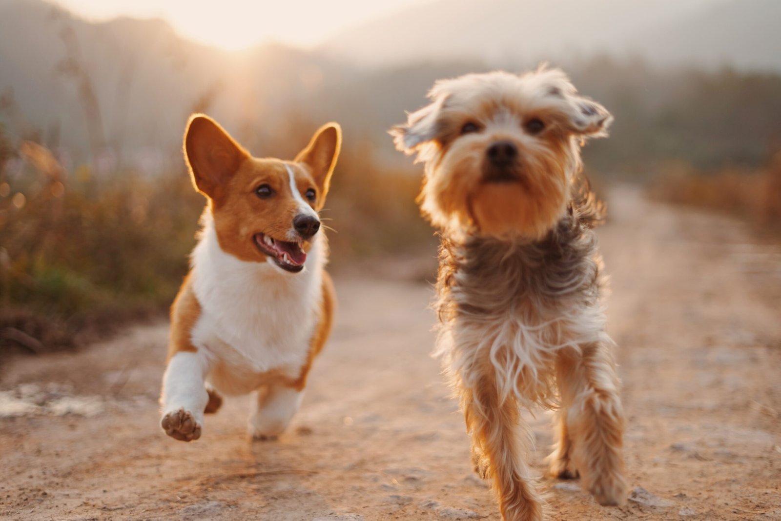 Understanding Your Canine Companion: A Guide to Dog Care