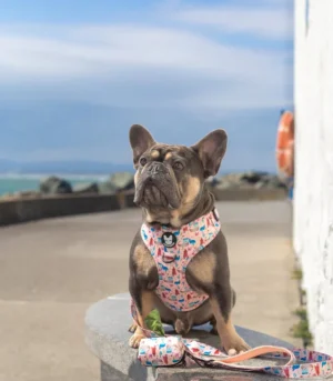 Fred & Ginger Pink “Irish You Were Here” Harness