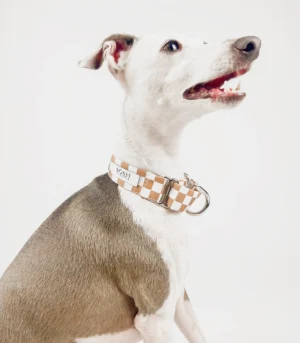 Bossy by Boston Dog Collar