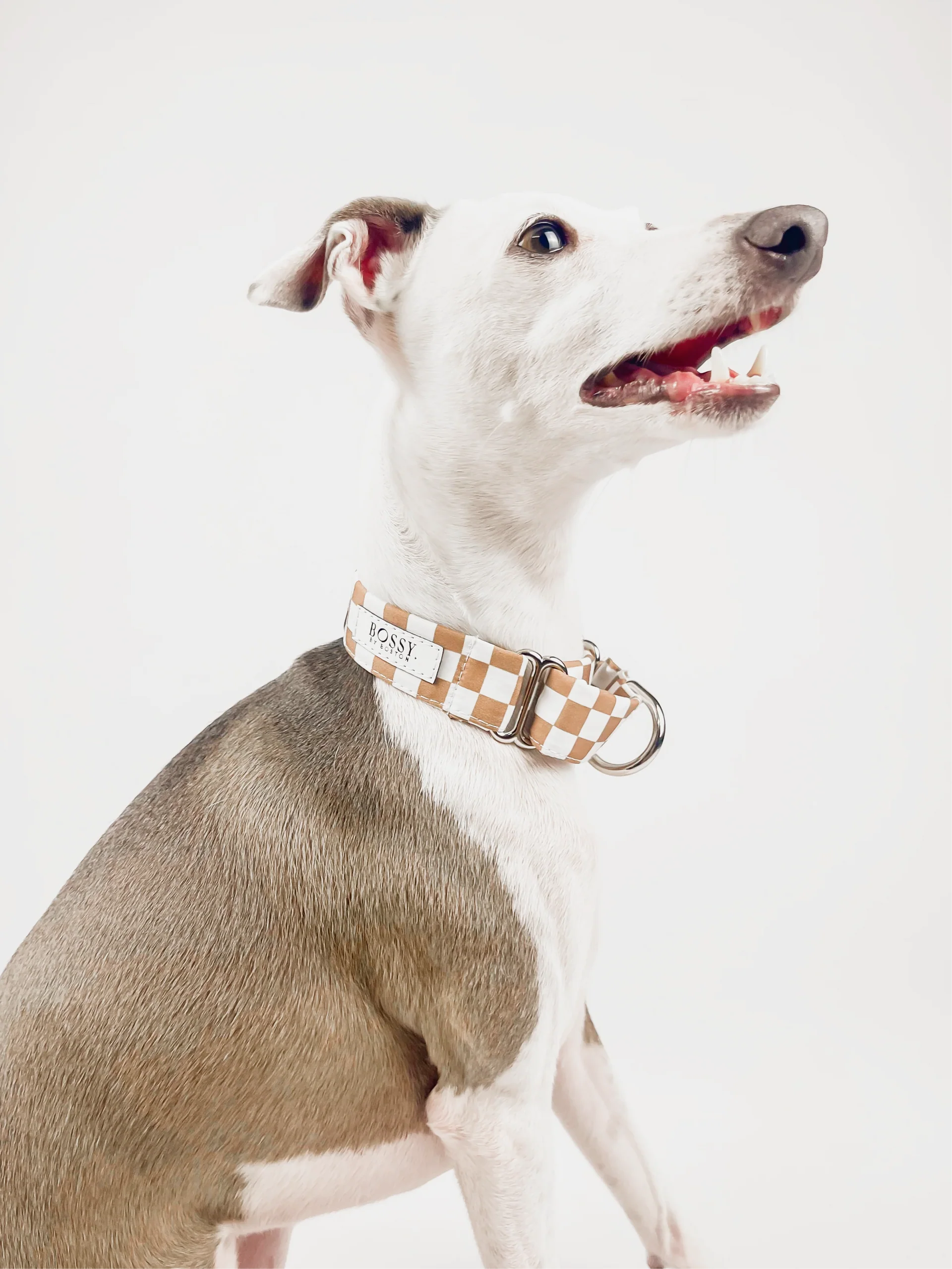 Bossy by Boston Dog Collar