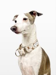 Bossy by Boston Dog Collar - Image 2