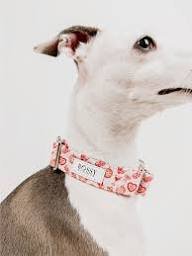 Bossy by Boston Dog Collar - Image 4